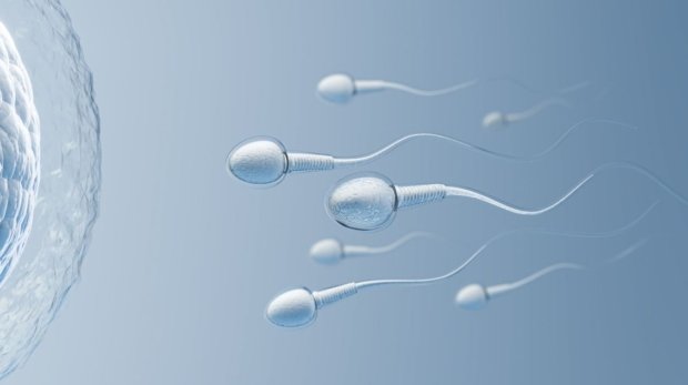 Benefits of Folic Acid for the Male Reproductive System