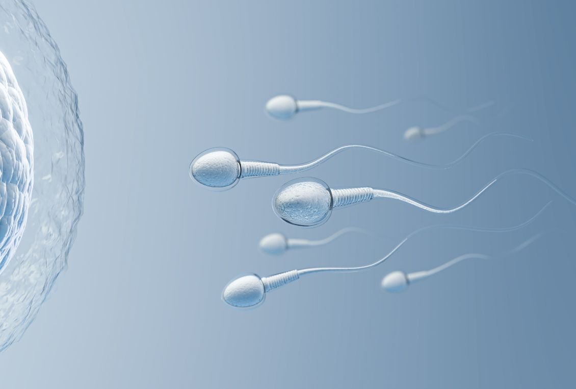 Benefits of Folic Acid for the Male Reproductive System